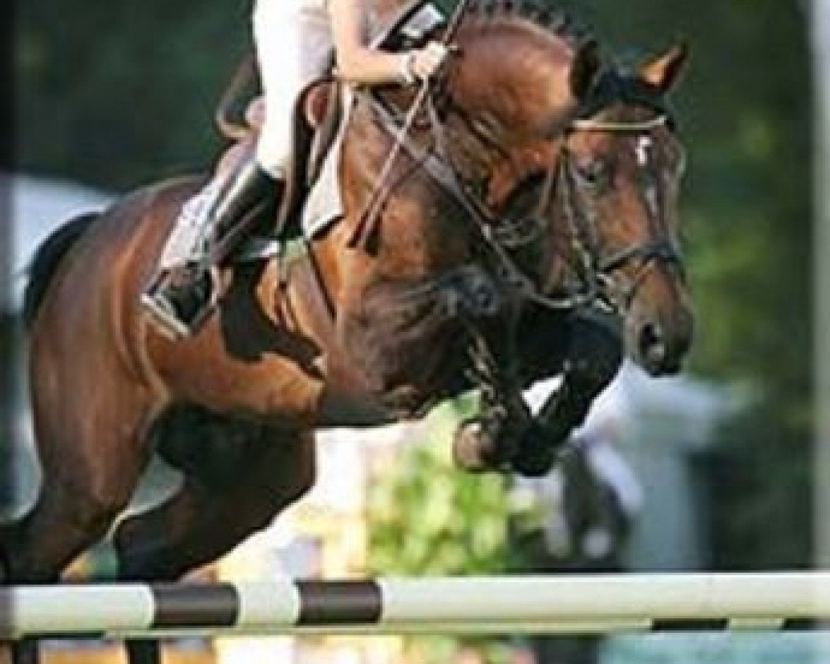 Deckhengst Onassis (Belgisches Warmblut, 2000, von Orlando van de Heffinck)