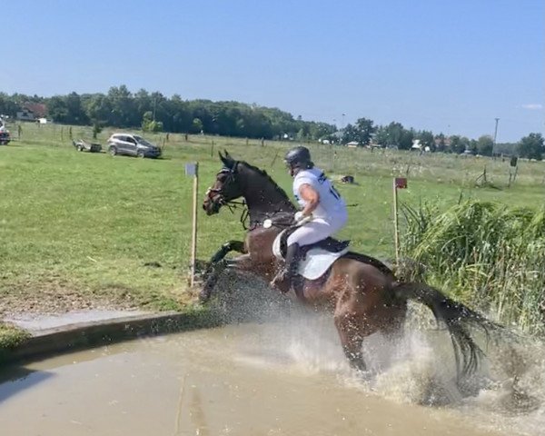 broodmare Fanta (Oldenburg, 2004, from Concetto)