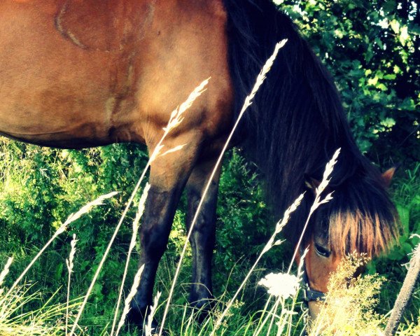 broodmare Rúna vom Ostetal (Iceland Horse, 2000, from Gustur frá Svanavatni)