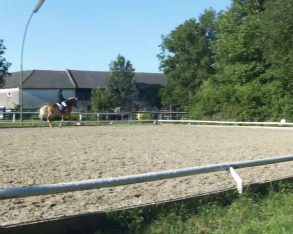 Reitturnier St. Pölten 2022