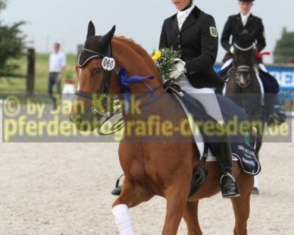 dressage horse Santos 410 (German Riding Pony, 1994, from Sharmeur ox)