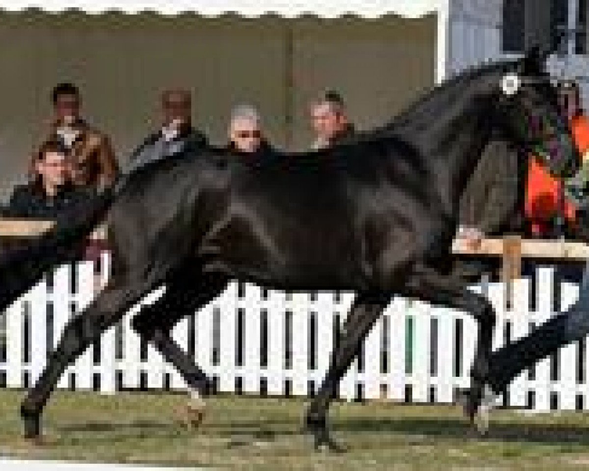 horse Scatman (Hanoverian, 2009, from Sarkozy 3)