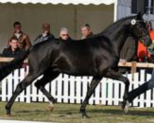 horse Scatman (Hanoverian, 2009, from Sarkozy 3)