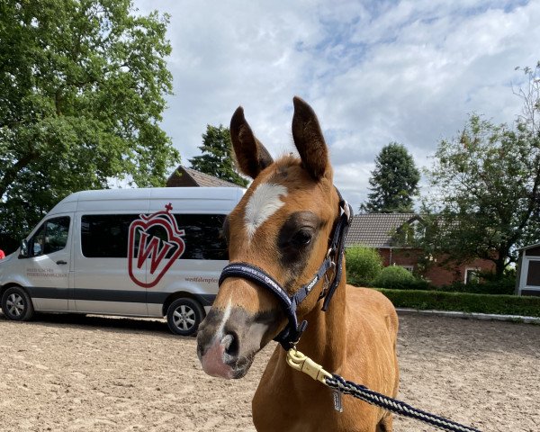 horse Filibuster (Westphalian, 2022, from Fynch Hatton)