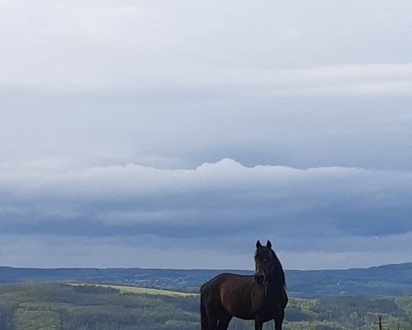 Pferd Nicodemus (Deutsches Reitpony, 1998, von Nino The Champ)