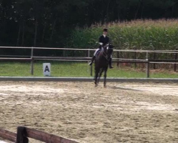 dressage horse Bradgate Park Rothenfeldt (Australian Wamblood, 2005, from Rotspon)