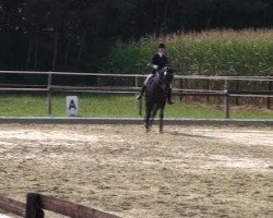 dressage horse Bradgate Park Rothenfeldt (Australian Wamblood, 2005, from Rotspon)