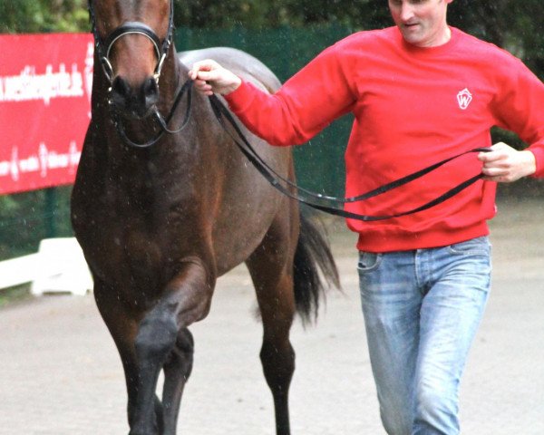 jumper Faberge H & S (KWPN (Royal Dutch Sporthorse), 2010, from Corneille 2)