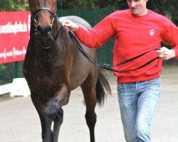 jumper Faberge H & S (KWPN (Royal Dutch Sporthorse), 2010, from Corneille 2)