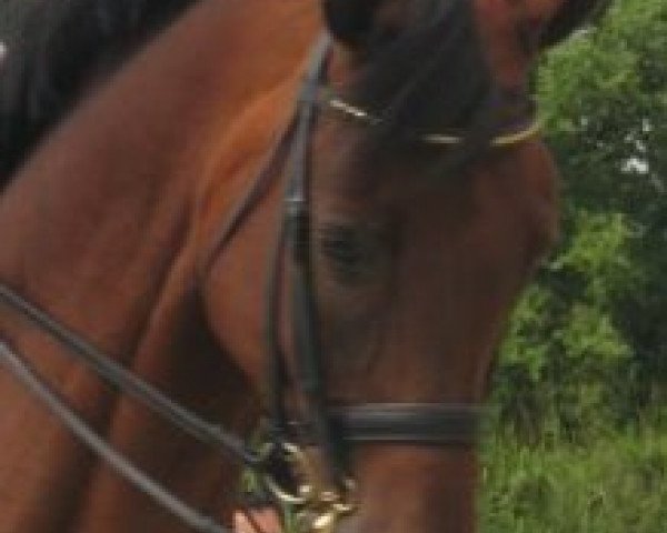 Pferd Divenchy (Oldenburger, 2002, von Don Gregory)