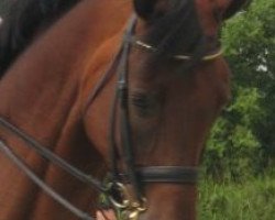 horse Divenchy (Oldenburg, 2002, from Don Gregory)