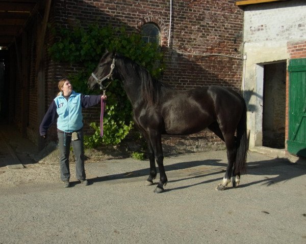 Dressurpferd Dauphina (Hannoveraner, 2010, von Dauphin)