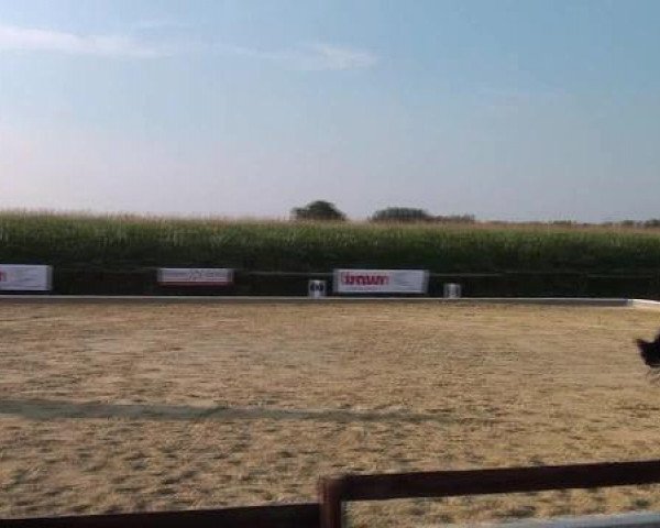 dressage horse Urmel 73 (Westphalian, 2001, from Moebus)