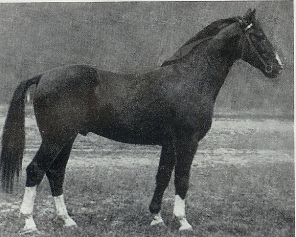 stallion Derfflinger (Hanoverian, 1932, from Detektiv)