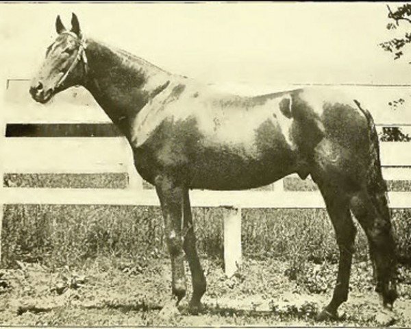Deckhengst Henry of Navarre xx (Englisches Vollblut, 1891, von Knight of Ellerslie xx)