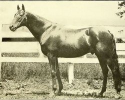 Stallion Henry of Navarre xx (English Thoroughbred, 1891, from Knight of Ellerslie xx)