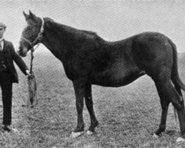 Zuchtstute Morganette xx (Englisches Vollblut, 1884, von Springfield xx)