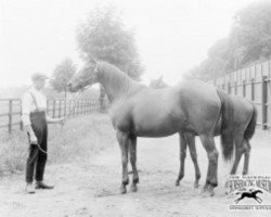 broodmare Doris xx (Thoroughbred, 1898, from Loved One xx)