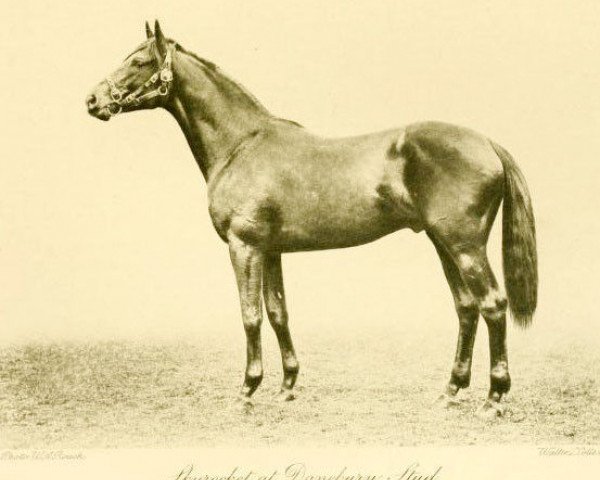 stallion Sky-Rocket xx (Thoroughbred, 1915, from Sunstar xx) stallion Sky-Rocket xx (Thoroughbred, 1915, from Sunstar xx)