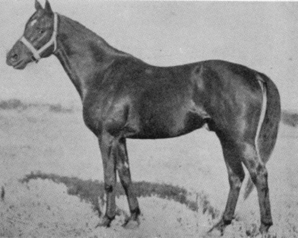 stallion Brat xx (Thoroughbred, 1945, from Gradivo xx) stallion Brat xx (Thoroughbred, 1945, from Gradivo xx)
