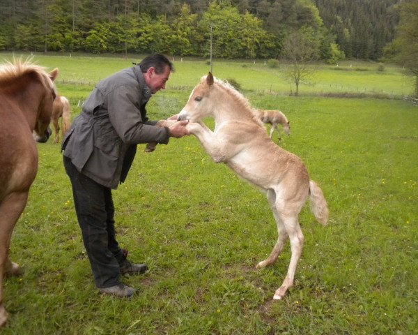 horse Sternika (Haflinger, 2012, from Sternstunde)