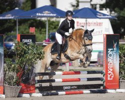 dressage horse Golden Boy 174 (Haflinger, 2006, from Santana (8,59% ox))