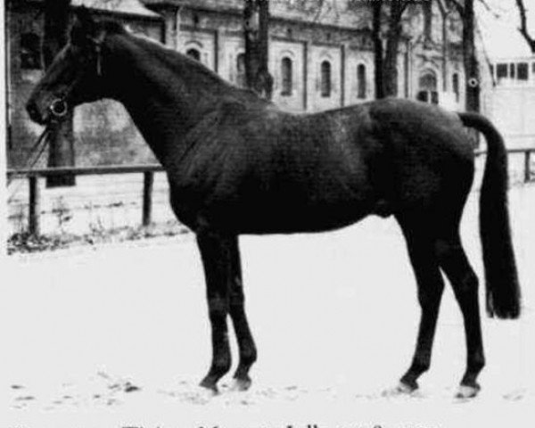 stallion Sinus xx 1495 (Thoroughbred, 1949, from Ticino xx)