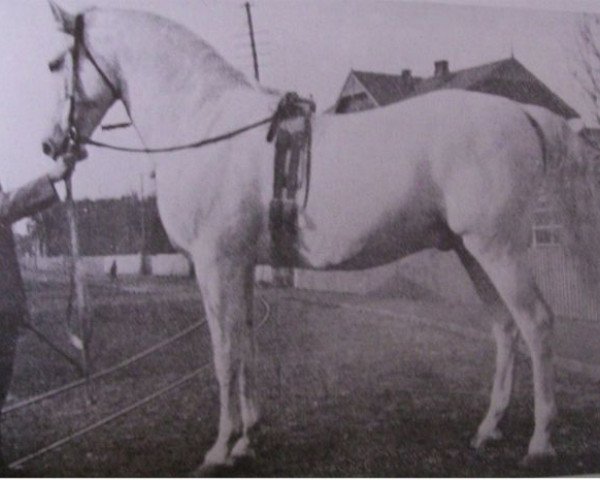 Deckhengst Amurath I (Shagya-Araber, 1899, von Amurath Weil ox)