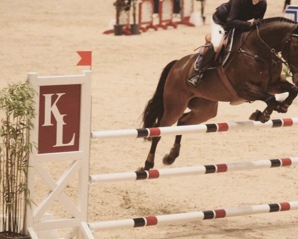 horse Costa (German Sport Horse, 2005, from Chello II) horse Costa (German Sport Horse, 2005, from Chello II)