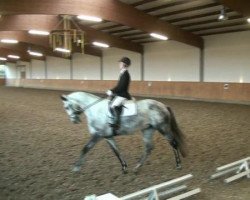 broodmare Domfee 35 (Hanoverian, 2006, from Don Frederico)