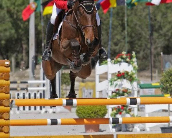 jumper D'Atlantique Royale (Belgian Warmblood, 2003, from Darco)