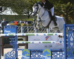 Springpferd Grande Chic (KWPN (Niederländisches Warmblut), 2011, von Eldorado van de Zeshoek)