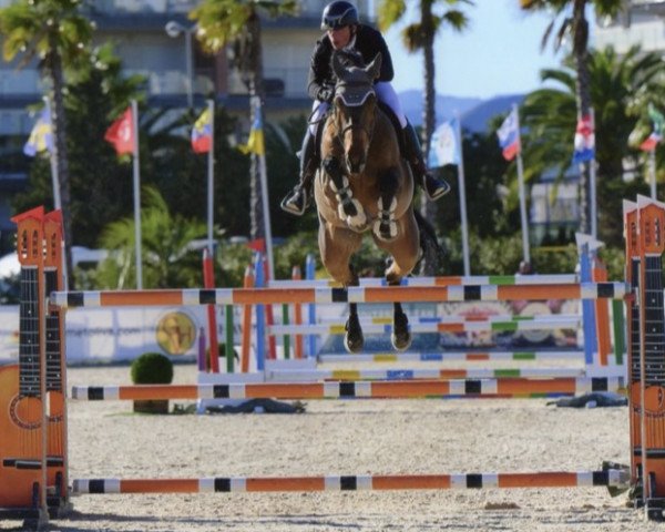 jumper Ibrahim (KWPN (Royal Dutch Sporthorse), 2013, from Eldorado van de Zeshoek)