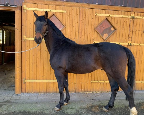 horse Don (Westphalian, 2019, from Don Martillo)