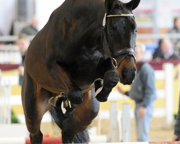 horse Quinta Larome (Rhinelander, 2007, from Quinta Real)