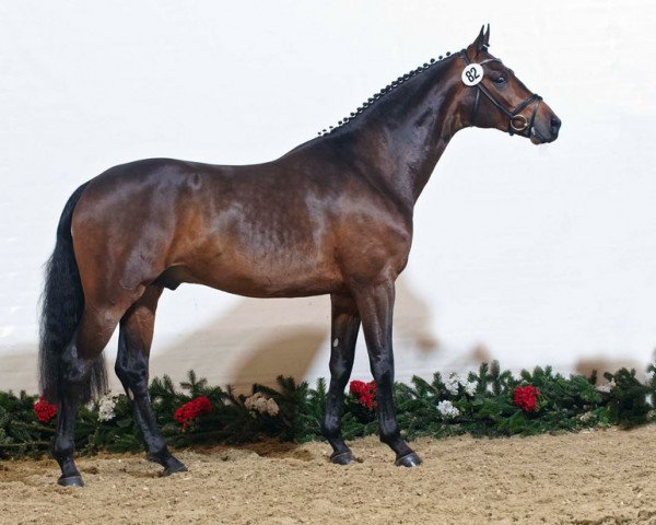 horse Secret Service (Rhinelander, 2007, from Sir Donnerhall I)