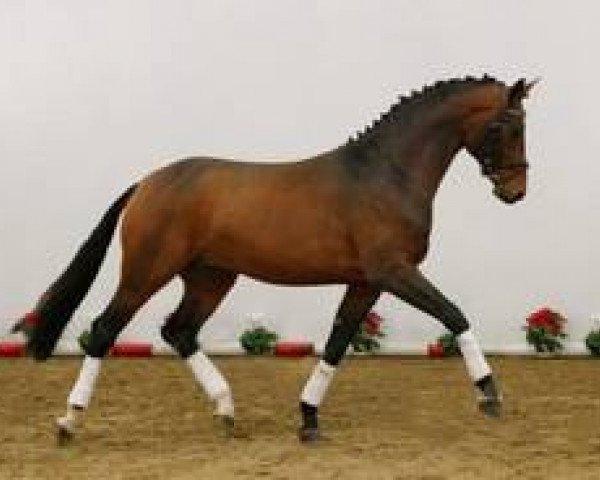 dressage horse Bertolini (Westphalian, 2008, from Belissimo NRW) dressage horse Bertolini (Westphalian, 2008, from Belissimo NRW)