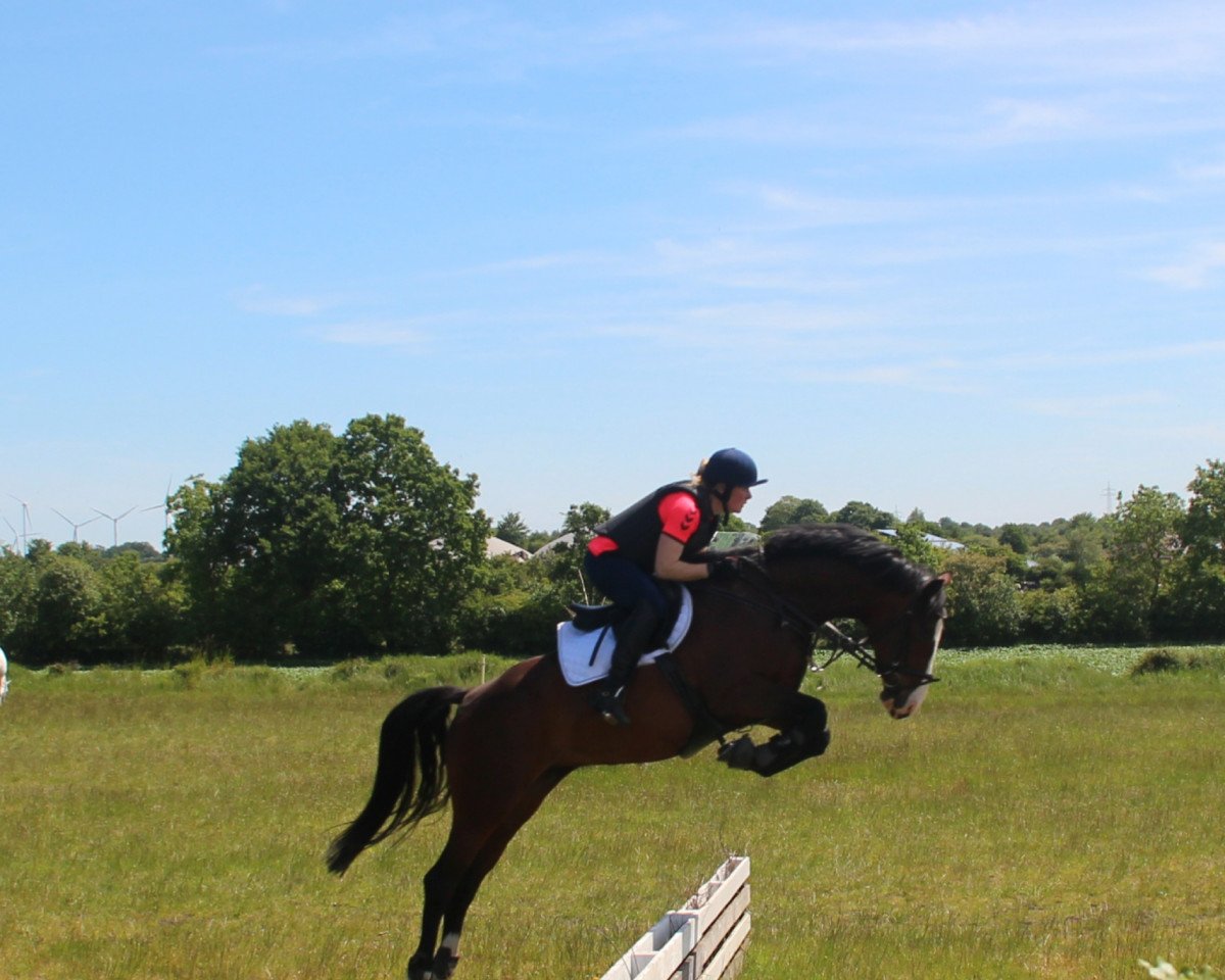 broodmare Looping Luzie (Holsteiner, 2018, from Casall Ask)