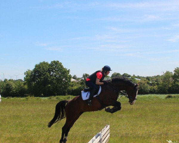 broodmare Looping Luzie (Holsteiner, 2018, from Casall Ask)