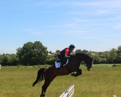 broodmare Looping Luzie (Holsteiner, 2018, from Casall Ask)