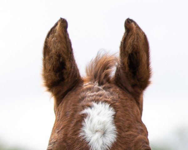 Pferd Letsfly Raya (Deutsches Reitpony, 2022, von Dark Dornik)