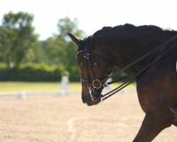 broodmare First Lady 303 (Hanoverian, 2014, from Franziskus FRH)