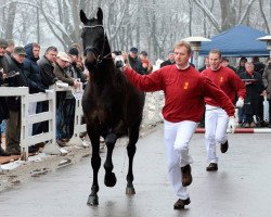 dressage horse Discosimo (Württemberger, 2008, from Diamond Hit)