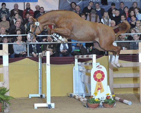 stallion Puerto Rico (Westphalian, 2008, from Peking)