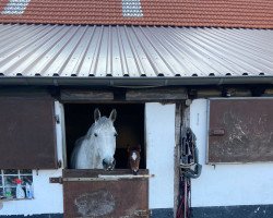 horse Candy Crush K (Westphalian, 2022, from Captain Jack 44)