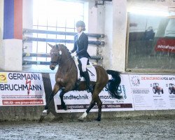 dressage horse On Top 8 (German Riding Pony, 2017, from Grenzhoehes Olivier K WE)