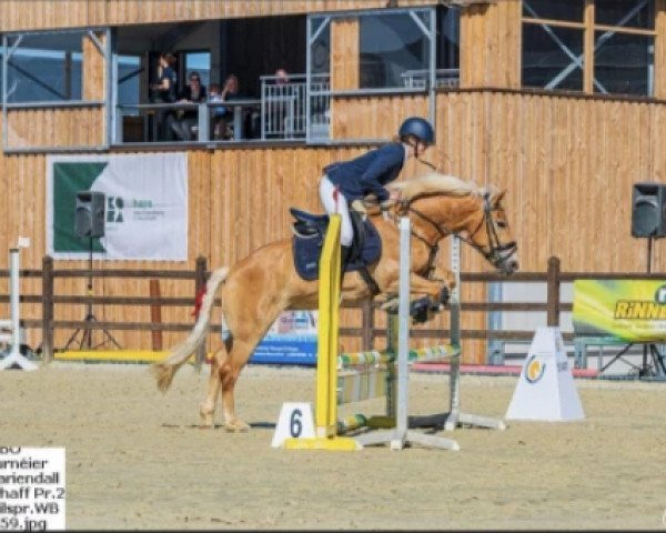 horse Flory 38 (Haflinger, 2016)