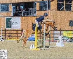 horse Flory 38 (Haflinger, 2016)