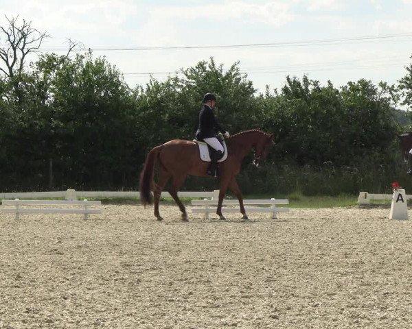 Reitturnier Münster, St. Georg | Amateurtag 2022