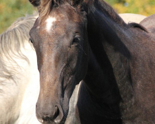 horse Stute von A Lee Spring Power / Esteban xx (Westphalian, 2012, from A Lee Spring Power)